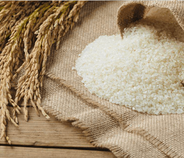 How SRA is Shaping the Future of Rice